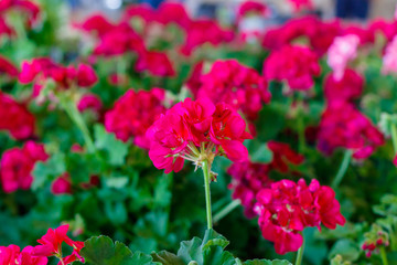 Red Geraniums