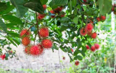 Rambutan on the tree. Rambutan is a tropical fruit, sweet taste.