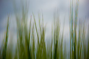 Obraz premium Sprouts of green wheat on the field against