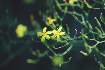 Yellow St. John's Wort