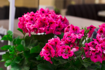 Geranium flowers close-up
