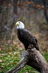 American Bald Eagle 