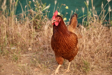 belle poule joyeuse