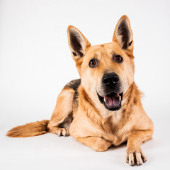 Portrait of a dog laying down on a white seamless background