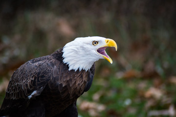 American Bald Eagle Screeching 