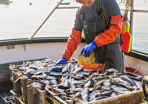 Fisherman packing fish