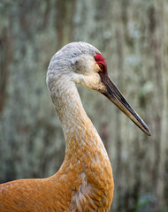 Sandhill Crane 