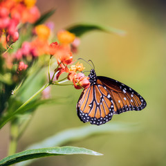 Queen butterfly on a wildflower against blurred background