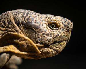 Desert tortoise head in profile