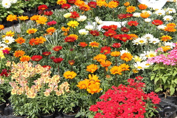 Blumen auf dem Wochenmarkt