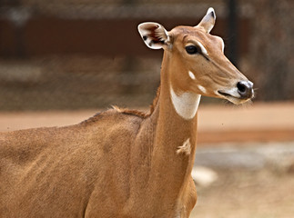 Portrait of a barking deer