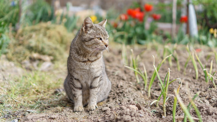 Cat looking onion plantation