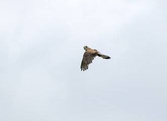 kestrel