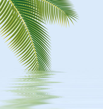 Palm leaves with reflected im water