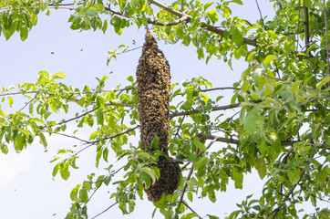 Bee swarm on the apple tree branch. The queen bee. Output swarm of evidence. Expansion of the bee family.