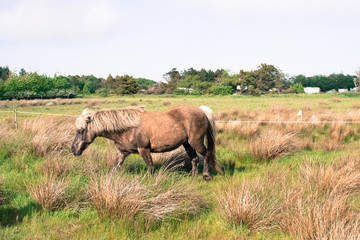 a lovely horse in a big green field