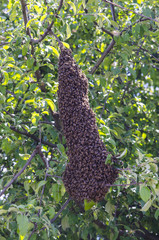 Bee swarm on the apple tree branch. The queen bee. Output swarm of evidence. Expansion of the bee family.