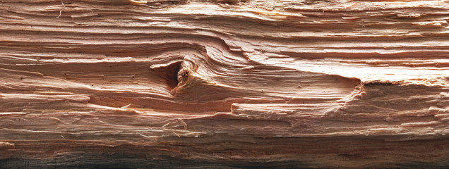 Chopped log. Panorama