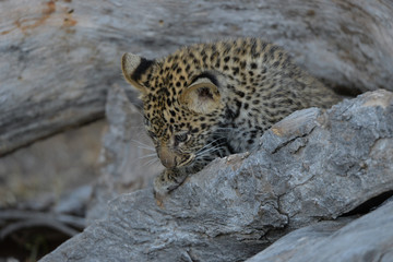 Leopard