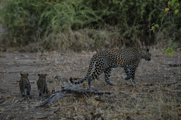 Leopard
