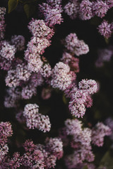 Lilac - 159769155