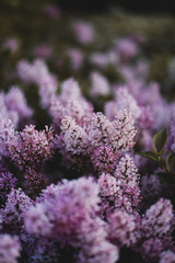 Lilac - 159769191