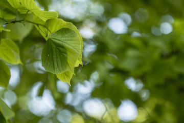 Fototapeta na wymiar Juicy young leaves of linden (Tilia) on a blurred green background, on a summer evening.