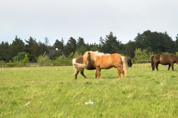 Naklejka na ściany i meble a lovely horse in a big green field