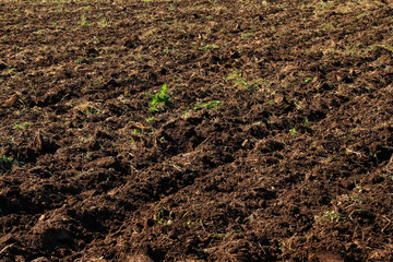 Plowed field use as background