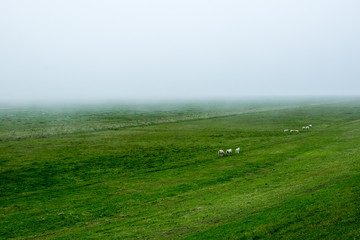 big green field with a foggy environment