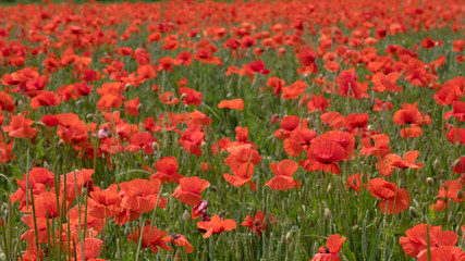 Fototapeta premium red poppies on the field, big flowers.