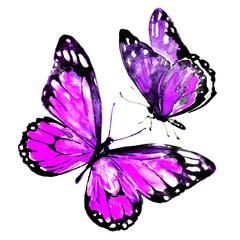 beautiful violet butterflies,watercolor,isolated on a white - 159769593