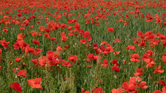Fototapeta red poppies on the field, big flowers.