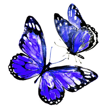 beautiful violet butterflies,watercolor,isolated on a white