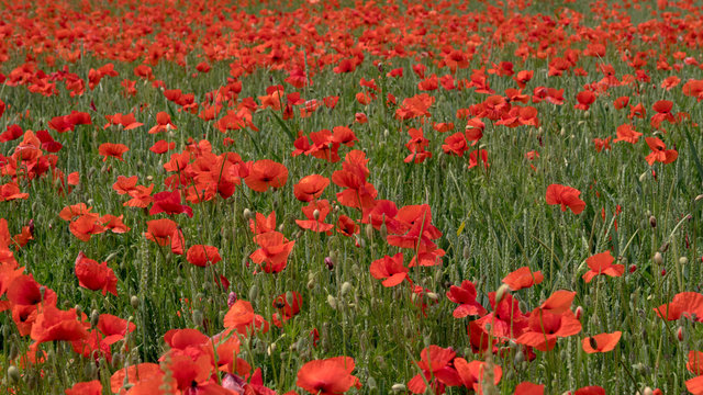 Fototapeta red poppies on the field, big flowers.