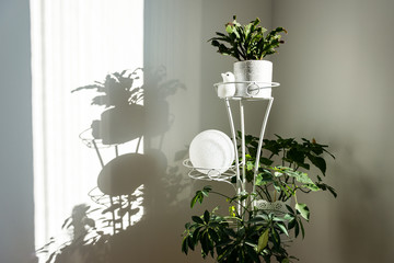 flowers on the window background / natural ecological greeting