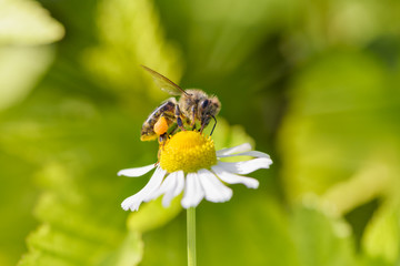 Bee picking pollen chamomile flower. Bright  green natural background. 