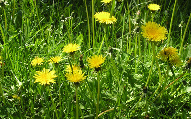 Obraz premium Yellow dandelions in the grass, lit by the bright sun