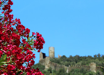 Rose-bay tree and castle on the background (Liguria)