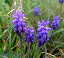 Fototapeta premium Beautiful spring muscari. Blue flowers. Close up.