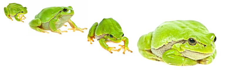 european tree frog over white background - Hyla arborea