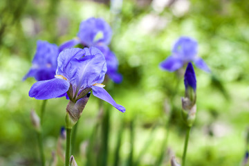 Blue iris flowers on green garden background