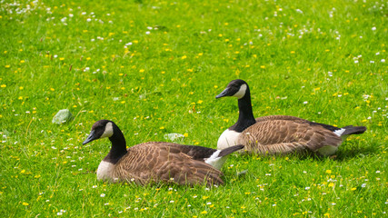Geese grazing on the grass.