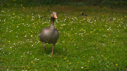 Geese grazing on the grass.