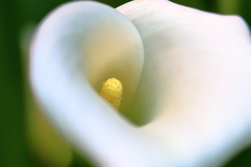 Calla bianca