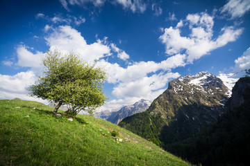 Altitude tree in the mountains French Alps