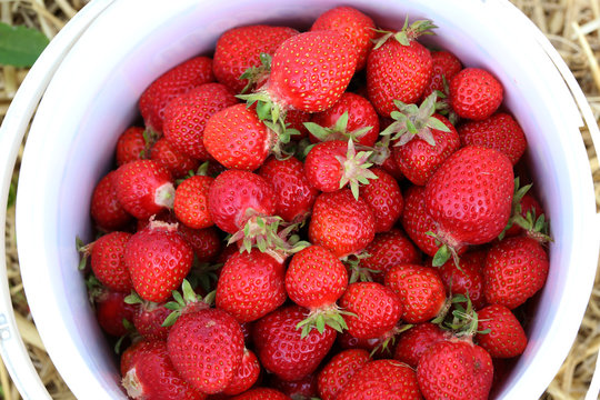 Strawberries / Harvest strawberries. Strawberry bushes with berries.