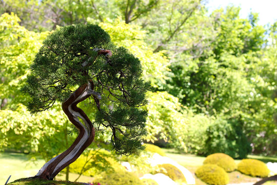 Bonsai tree in the japanese garden