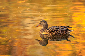 Female Mallard, Fall