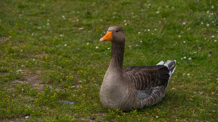 Geese grazing on the grass.